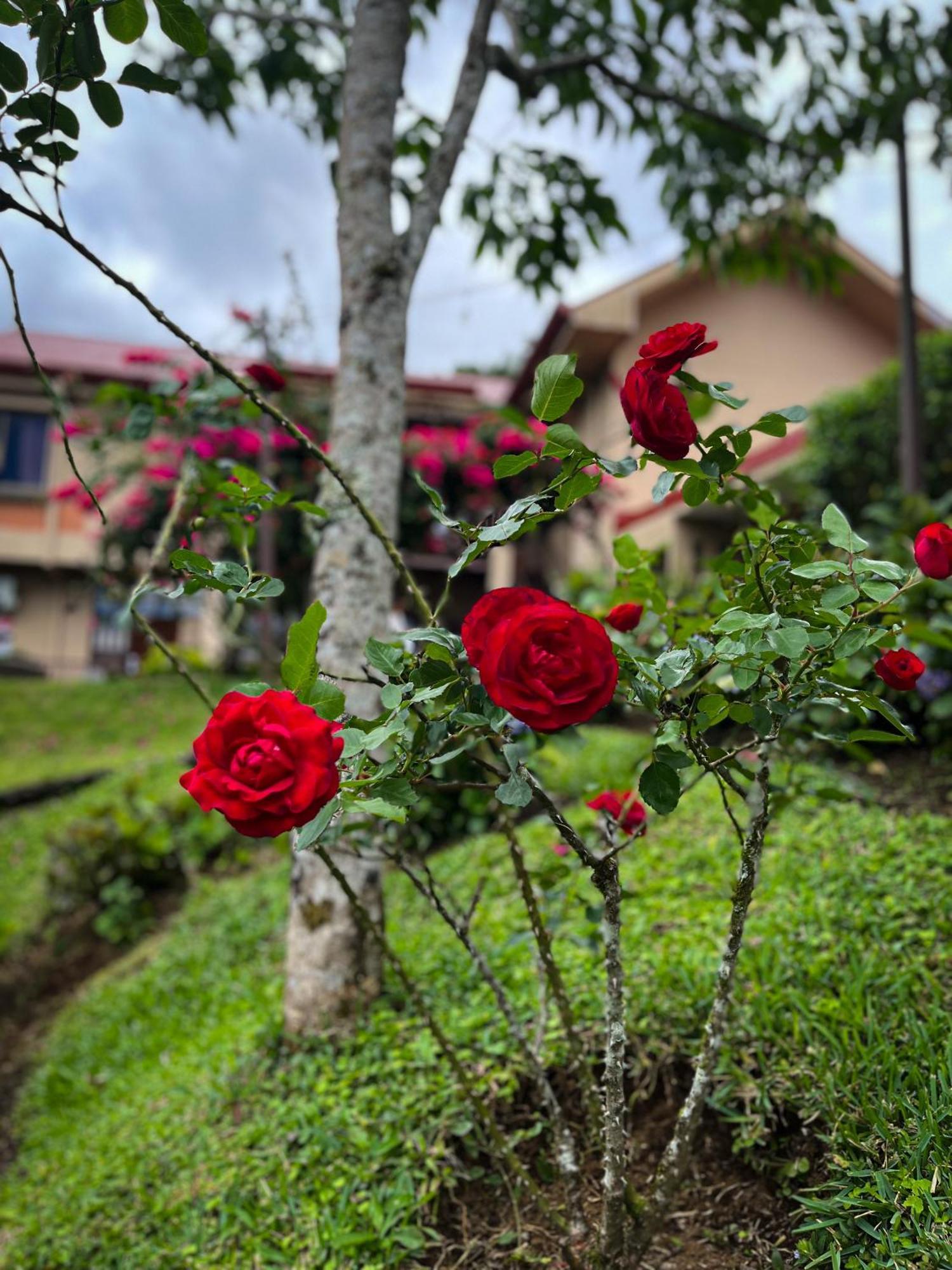 Legacy Boutique Hotel Quesada  Bagian luar foto